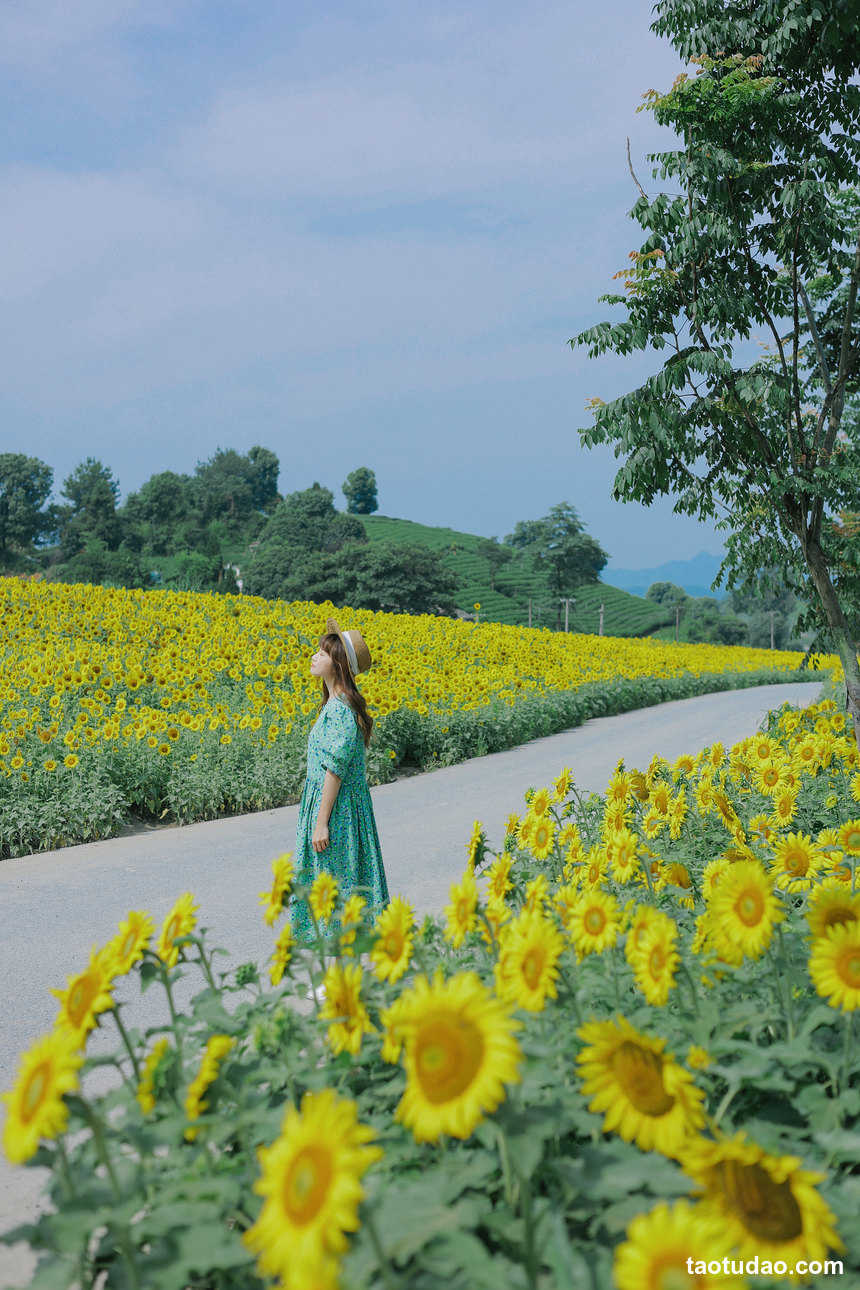 图片[3]-[YITUYU艺图语]2022.07.12 向日葵的夏日 蓝胖子-[32+1P／227MB]-绅士图